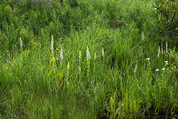 Platanthera dilatata